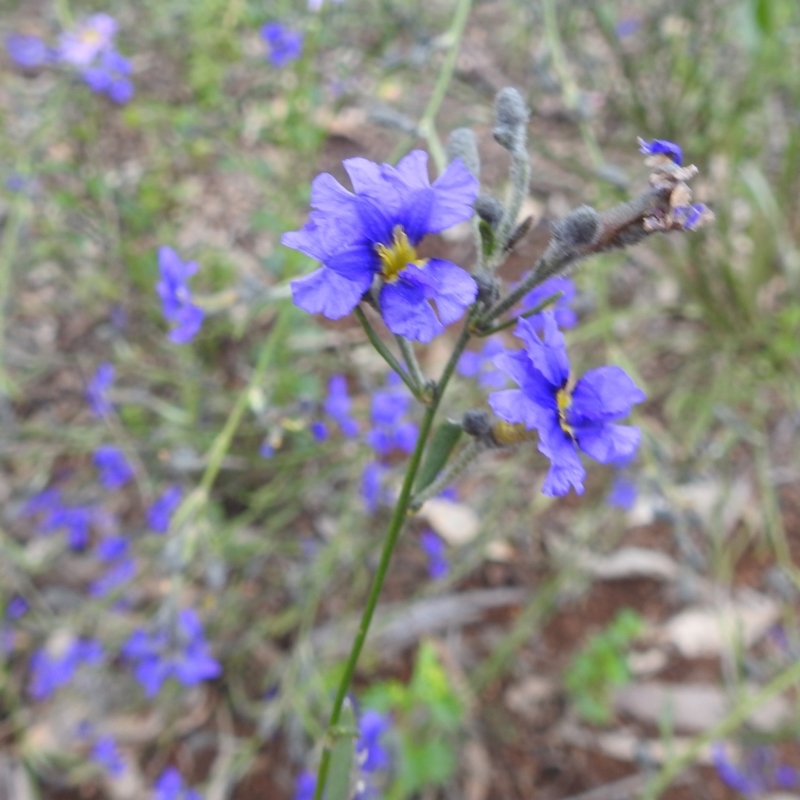 Dampiera lanceolata