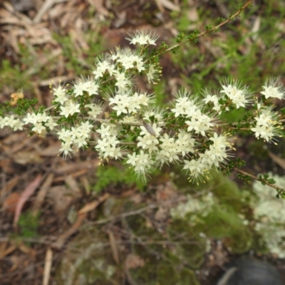 Phebalium obcordatum