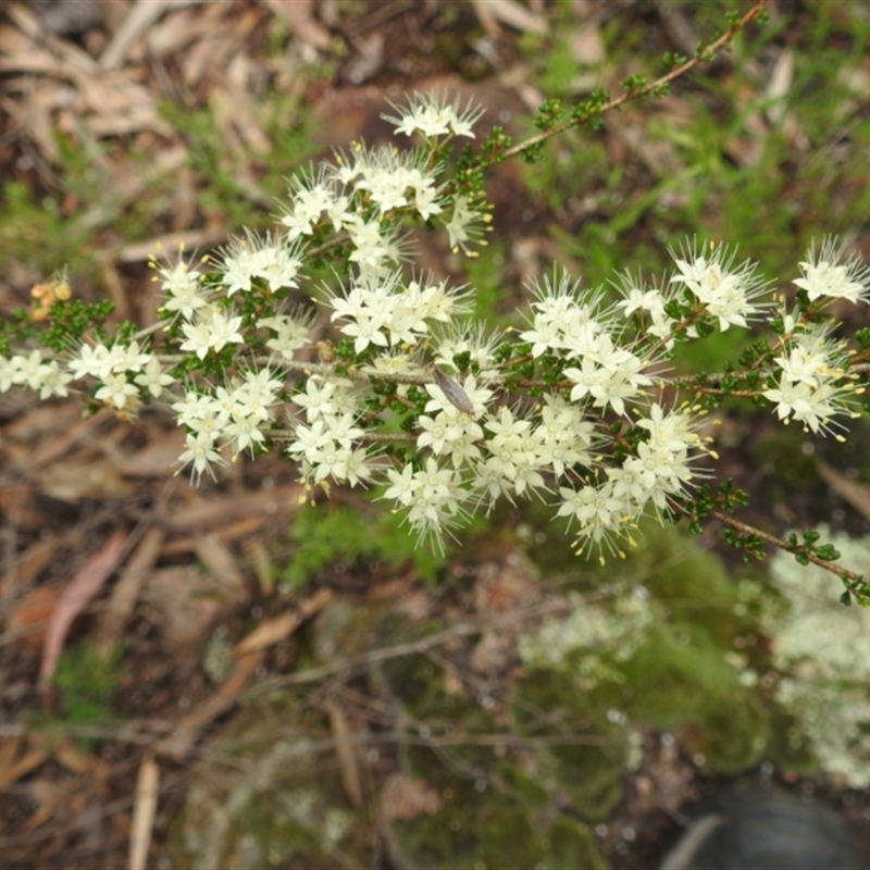 Phebalium obcordatum