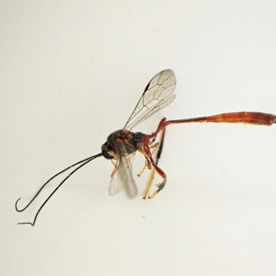 Trichomma sp. (genus)