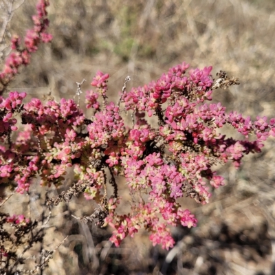 Maireana brevifolia