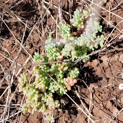 Maireana brevifolia