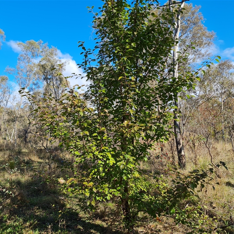 Pyrus calleryana