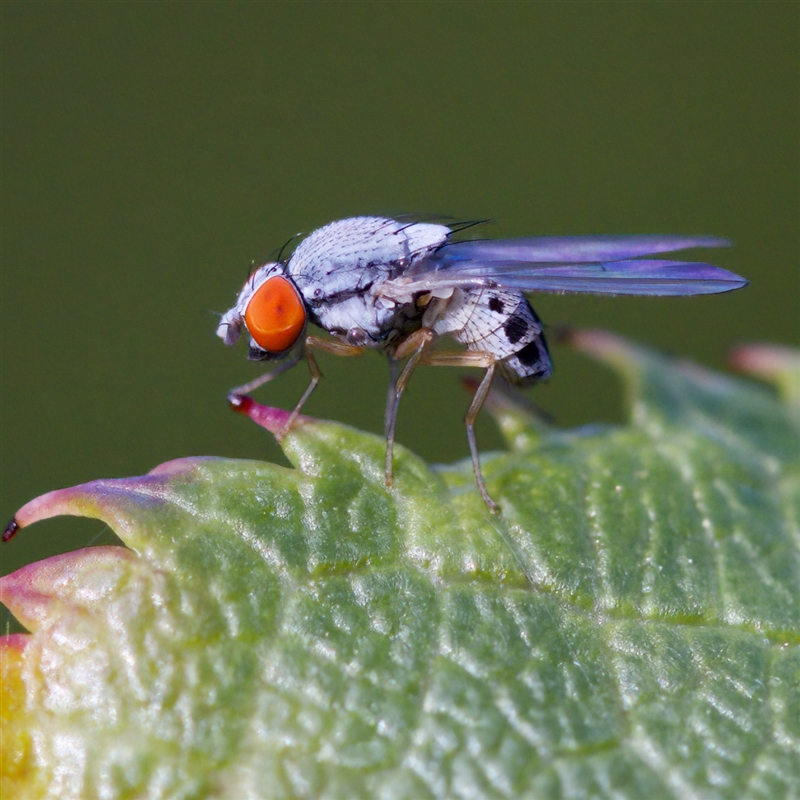 Luzonimyia cineracea