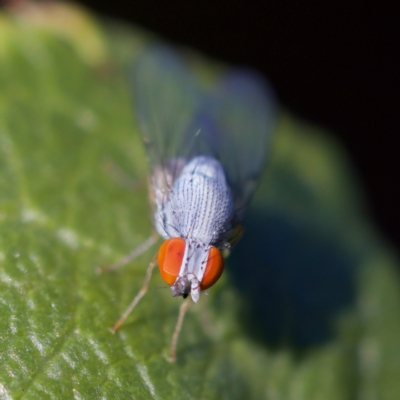 Luzonimyia cineracea