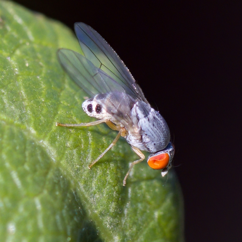 Luzonimyia cineracea