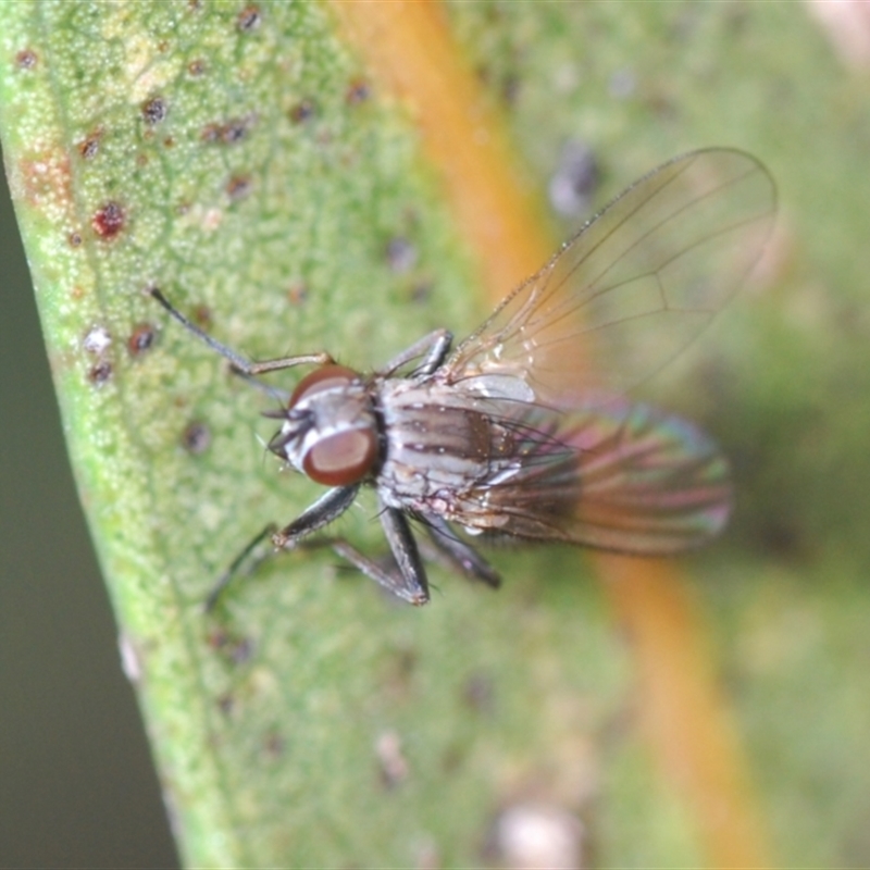 Notiphila (Notiphila) fuscimana