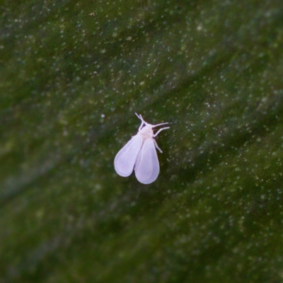 Siphoninus phillyreae