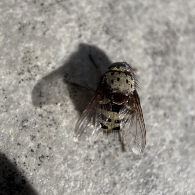 Zebromyia ornata