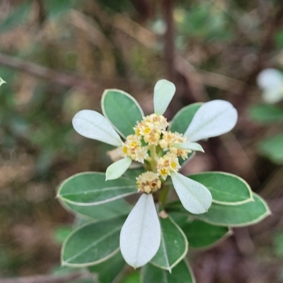 Spyridium spathulatum