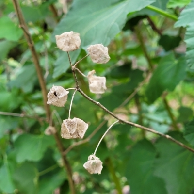 Malva weinmanniana