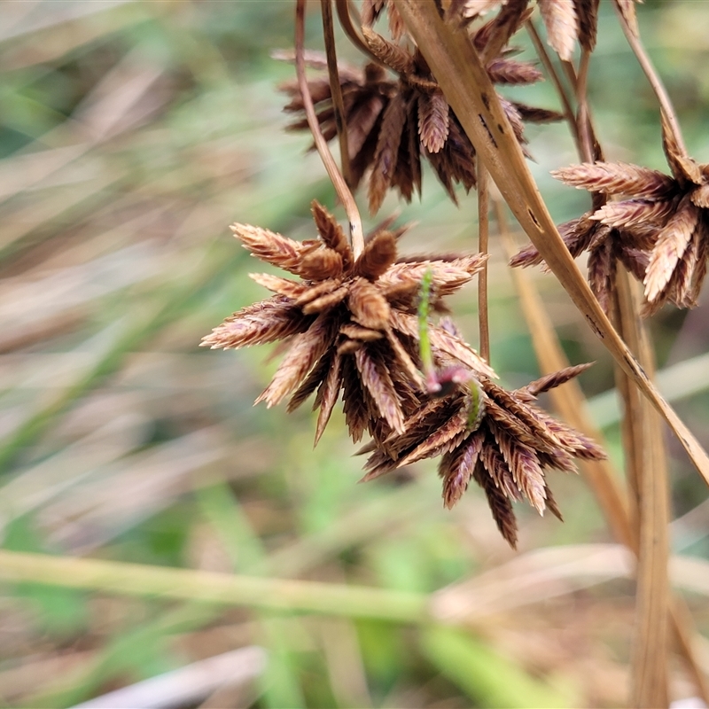 Cyperus vaginatus