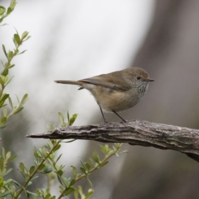 Acanthiza pusilla