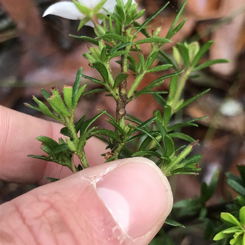 Boronia pilosa