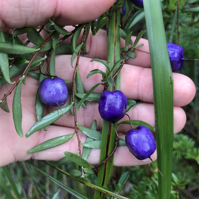 Billardiera longiflora