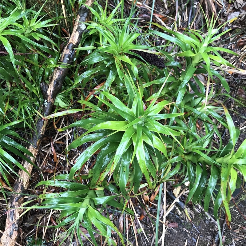 Richea dracophylla