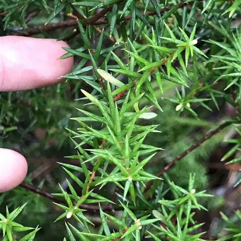 Leptecophylla oxycedrus