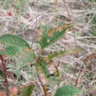 Prunus avium