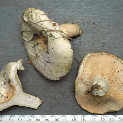 Lactarius pubescens