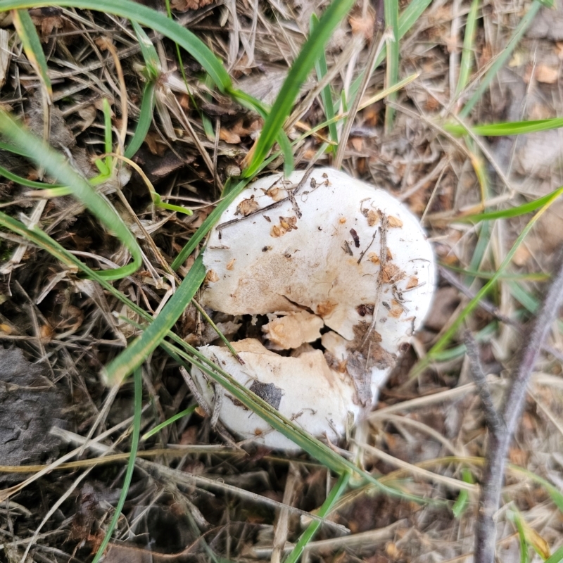 Lactarius pubescens