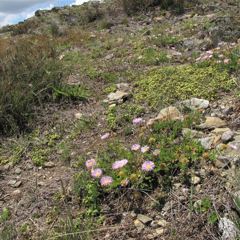 Scleranthus sp.