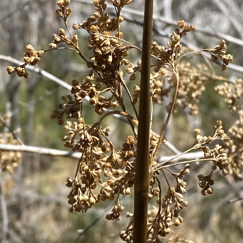 Juncus brevibracteus