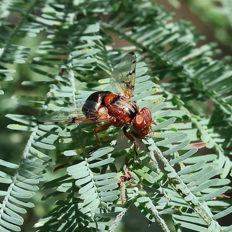 Lamprogaster relucens