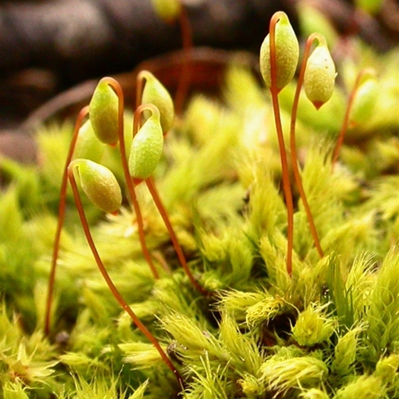 Breutelia affinis