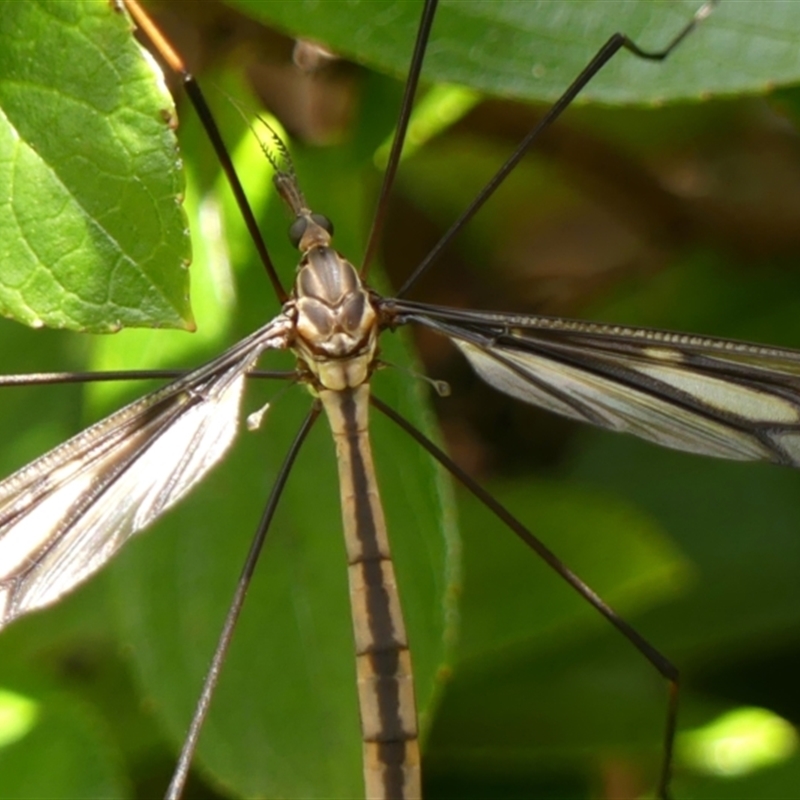 Ptilogyna (Plusiomyia) gracilis