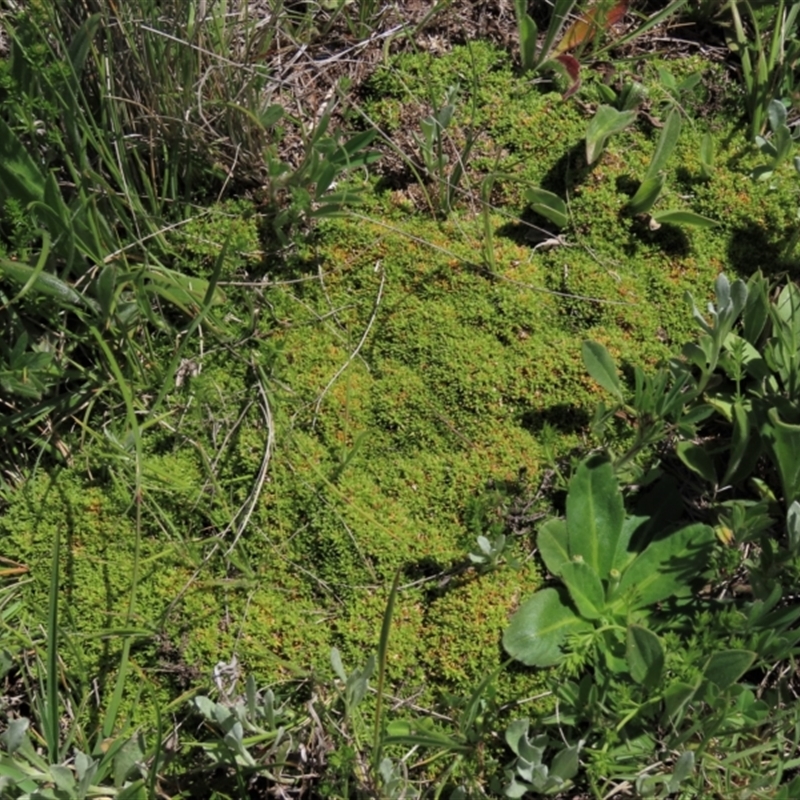 Scleranthus brockiei