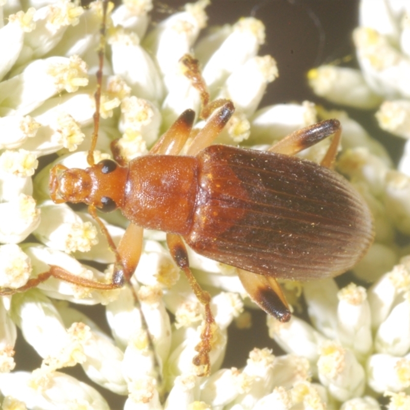 Lepturidea rubra