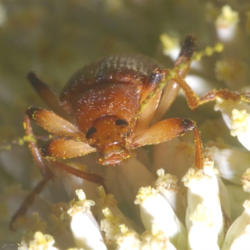 Lepturidea rubra