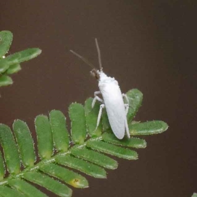 Aleurodicus sp. (genus)