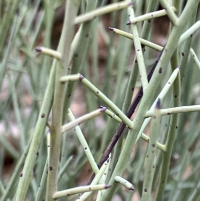 Leptomeria aphylla