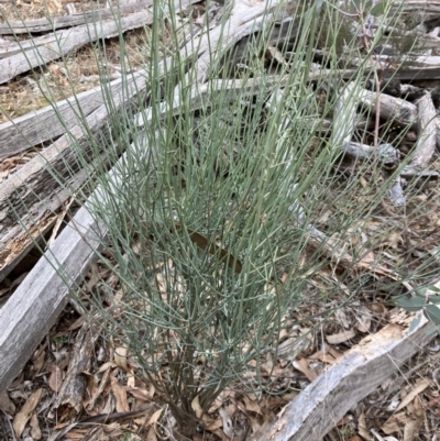 Leptomeria aphylla