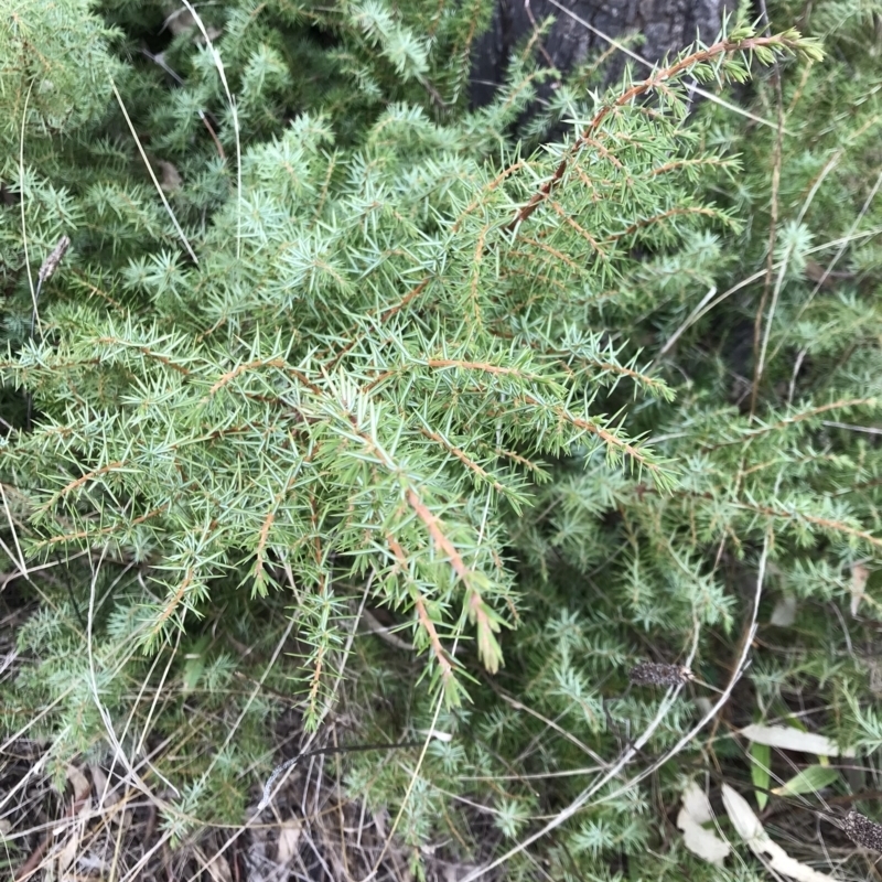 Juniperus conferta