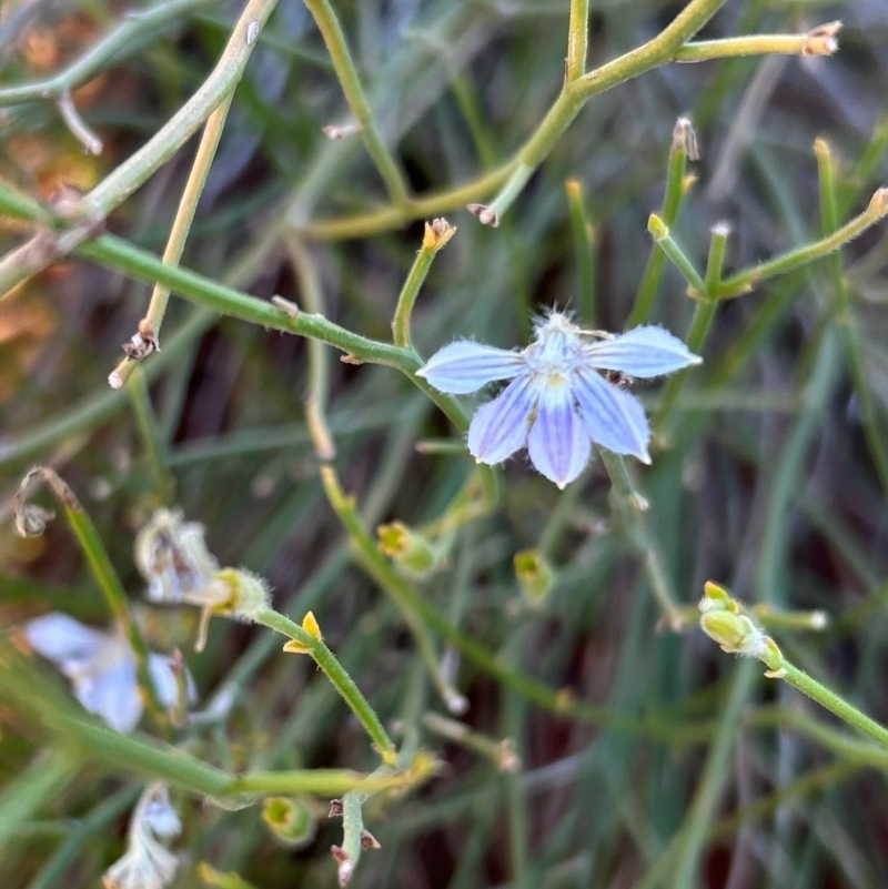 Scaevola basedowii