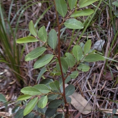 Breynia oblongifolia