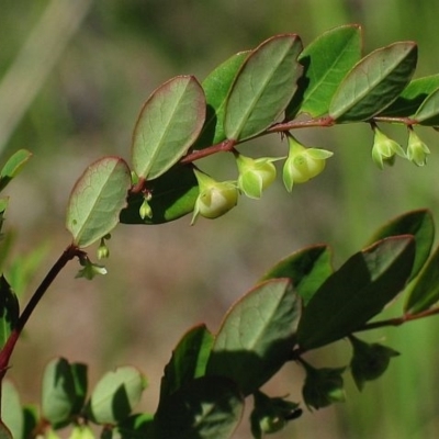 Breynia oblongifolia