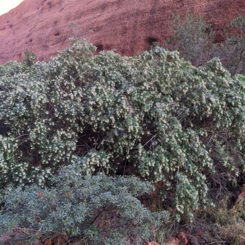 Pandorea doratoxylon