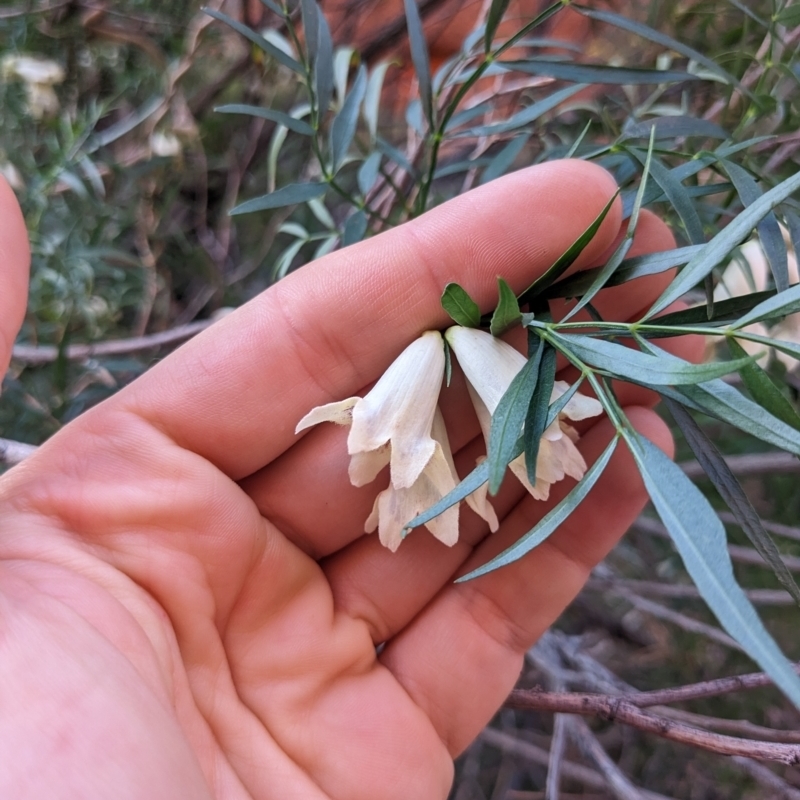 Pandorea doratoxylon