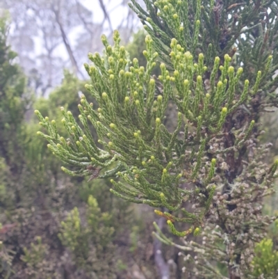 Ozothamnus scutellifolius