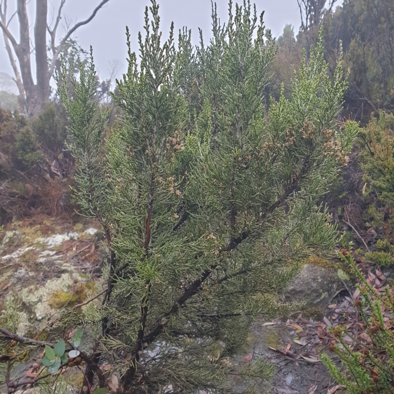 Ozothamnus scutellifolius