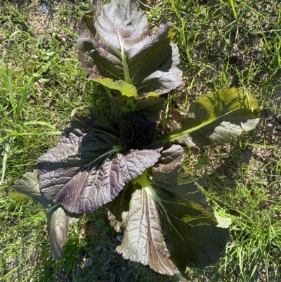 Brassica juncea subsp. integrifolia