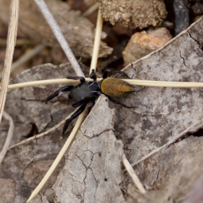 Pungalina semiferruginea