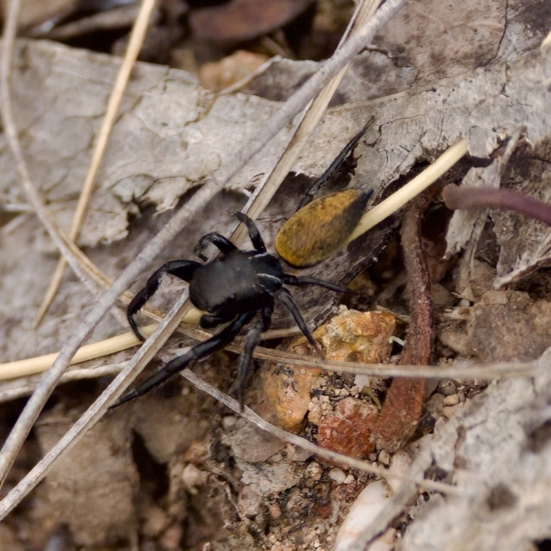 Pungalina semiferruginea