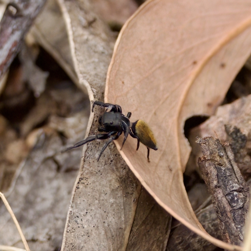 Pungalina semiferruginea