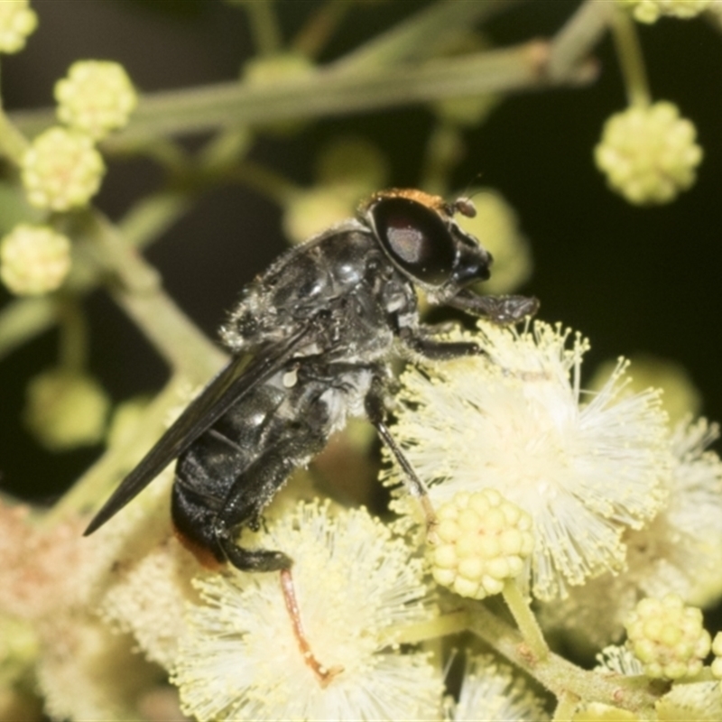 Malometasternum rufocaudatum