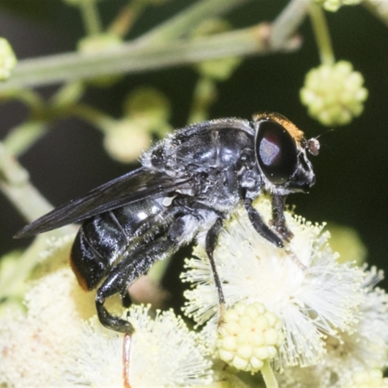 Malometasternum rufocaudatum