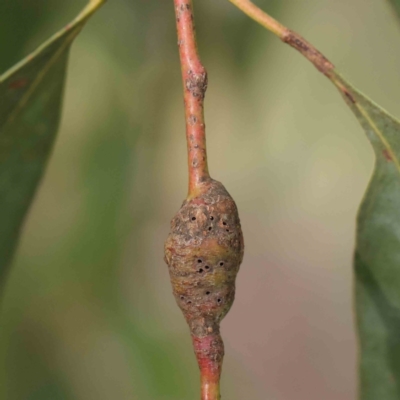 Eucalyptus insect gall